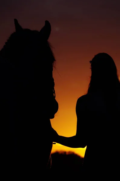 Кінь Дівчина Заході Сонця — стокове фото