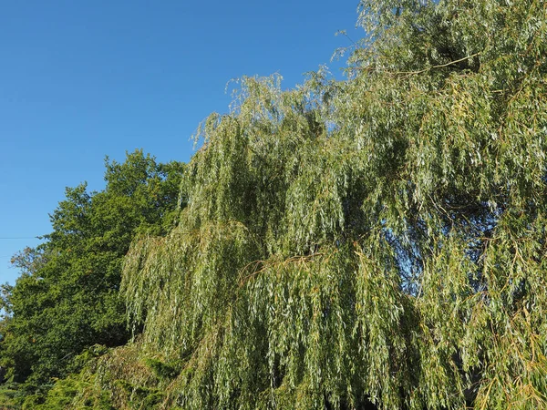 Wierzba Płacząca Aka Salix Babylonica Lub Wierzba Babilońska — Zdjęcie stockowe