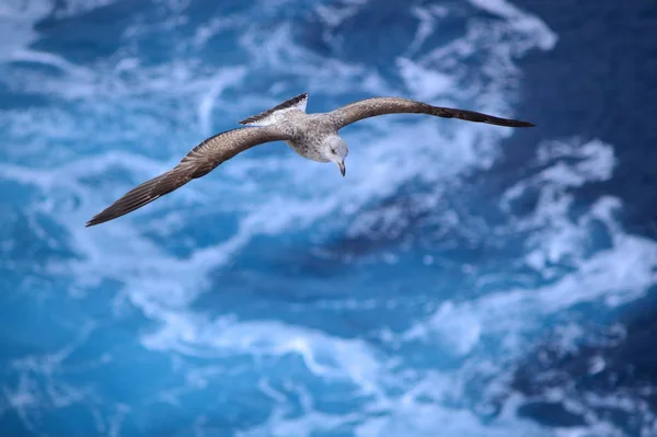 Made Photo Arpil 2015 Leaving Funchal Aidabella Seagull Has Been — Stock Photo, Image