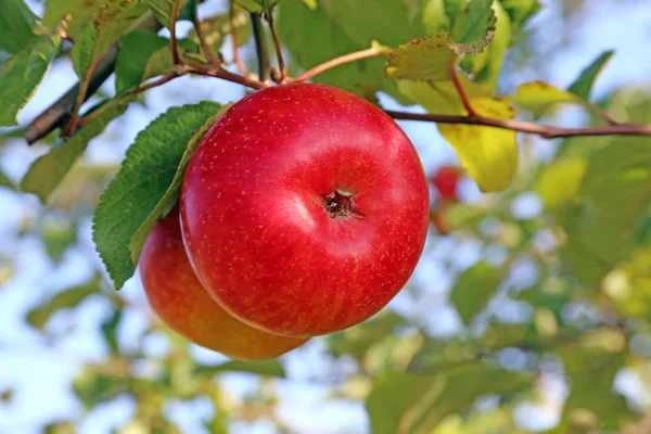 Два Стиглих Червоних Яблука Дереві — стокове фото