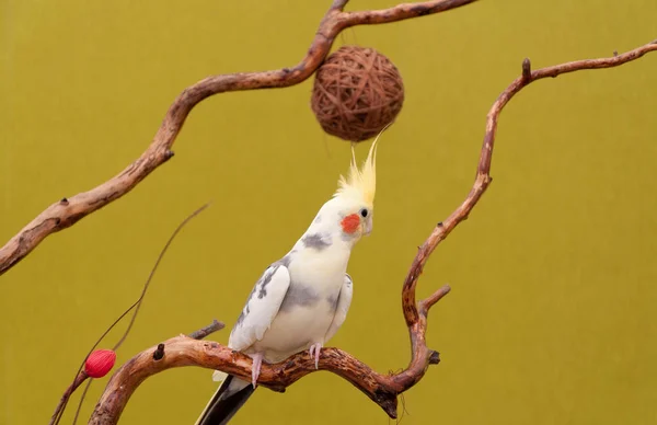 Perroquet Cockatiel Reposant Sur Une Branche Sur Fond Vert — Photo