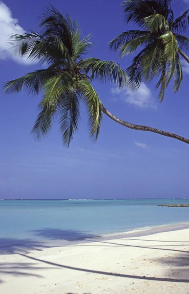 Sandstrand Auf Der Karibik Insel Tobago Mit Palmen — Stockfoto