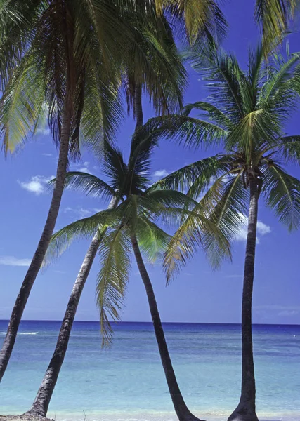 Пальмы Пляже Табаго — стоковое фото