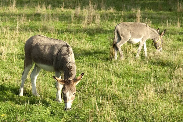 Burro Campo — Fotografia de Stock