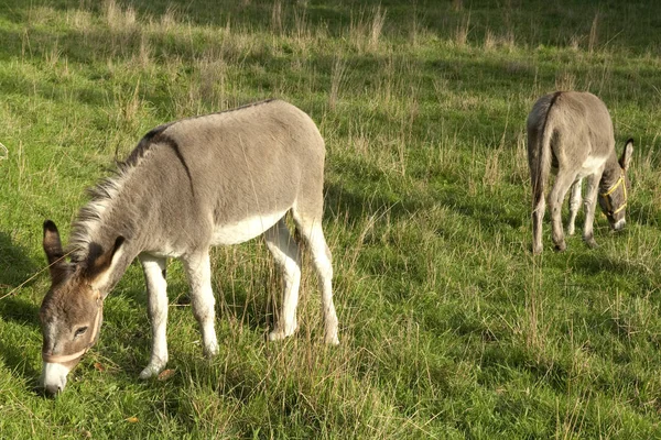 Una Manada Cabras Pastando Prado —  Fotos de Stock