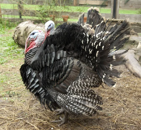 Resim Gibi Kuş Temalı Çekim — Stok fotoğraf