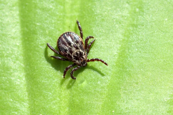 Araña Hoja Verde —  Fotos de Stock