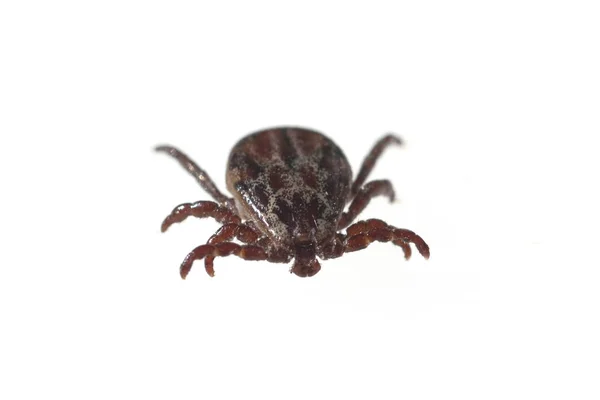 Beyaz Arka Planda Bir Örümceğin Makro Görüntüsü — Stok fotoğraf