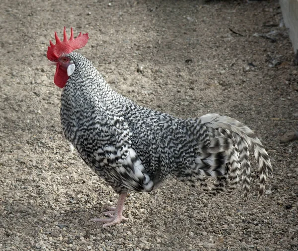 Vacker Utsikt Över Vacker Fågel Naturen — Stockfoto