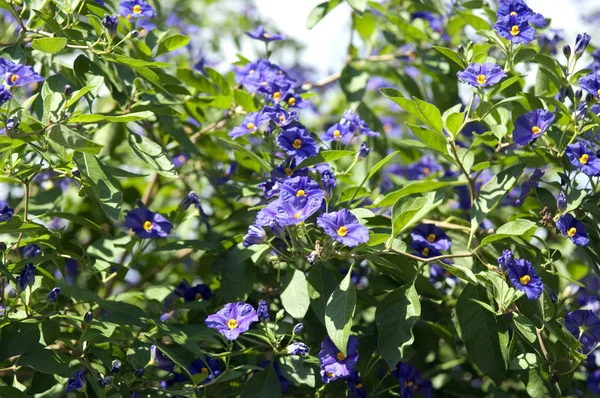 Pomme Terre Solanum Ratonettii Buisson Enzian — Photo