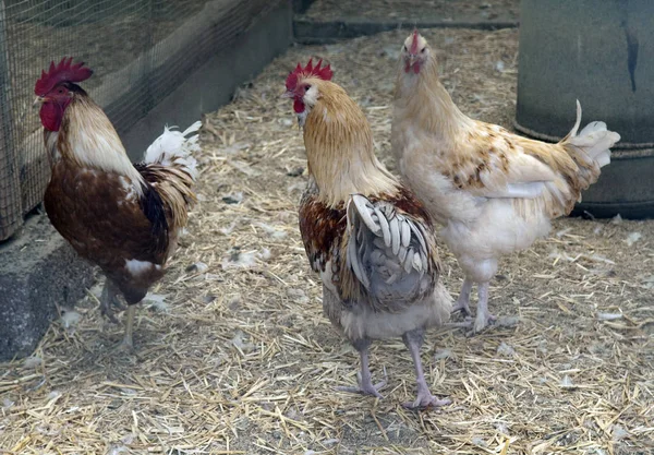 Aves Domésticas Granja — Foto de Stock