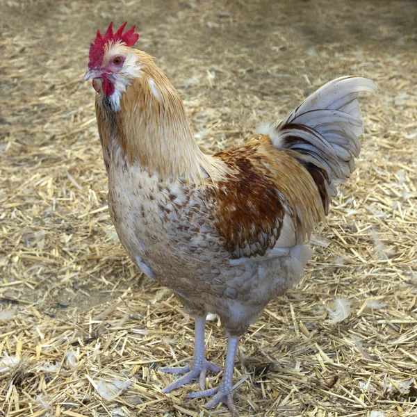 Utsikt Över Vacker Fågel Naturen — Stockfoto