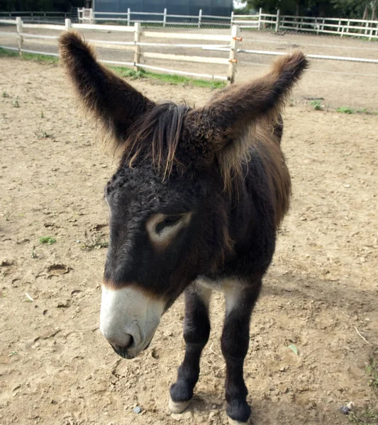 Animales Diferentes Enfoque Selectivo — Foto de Stock