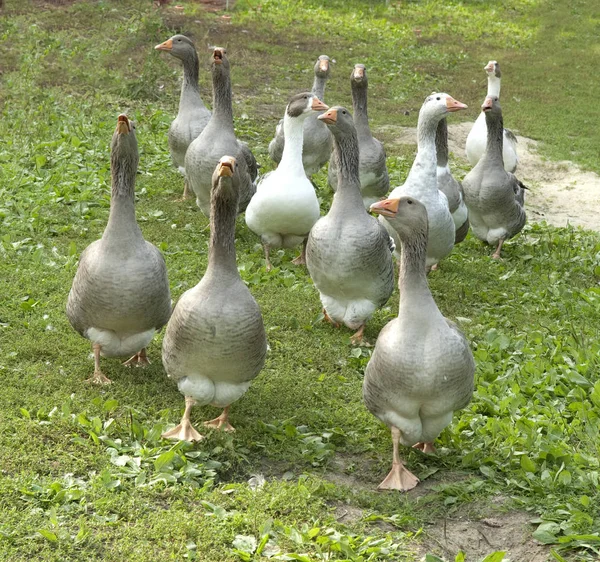 Kilátás Gyönyörű Madár Természetben — Stock Fotó