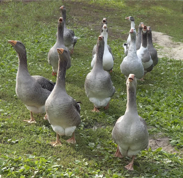 Vacker Utsikt Över Vacker Fågel Naturen — Stockfoto