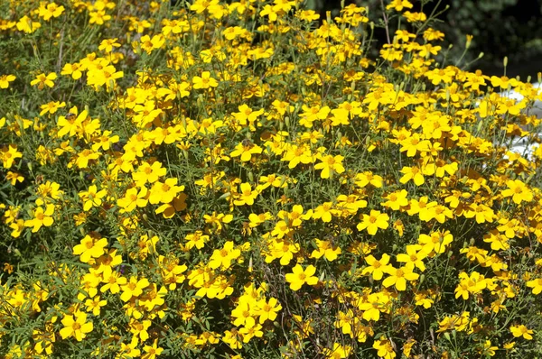 Tagetes Marigold Summer Flower — стоковое фото