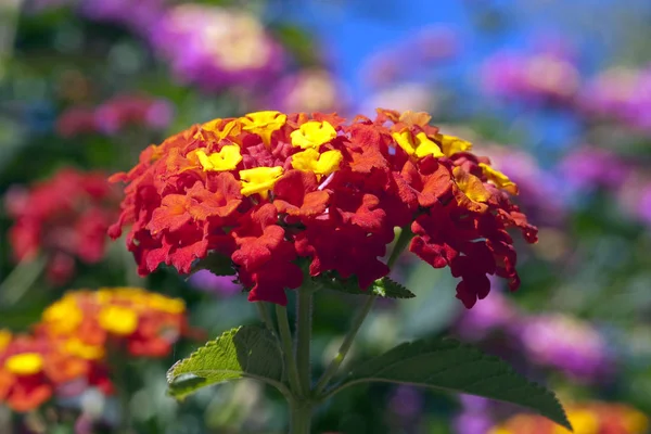 Wandelroeschen Lantana Camara Wandelrosen — Foto Stock