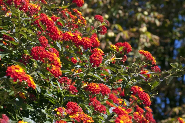 Wandelroeschen Lantana Camara Wandelrosen — Foto Stock