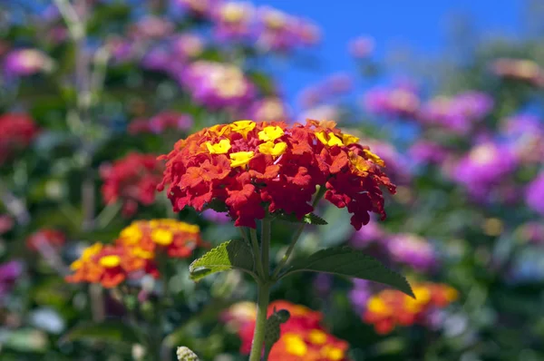 Wandelroeschen Lantana Camara Wandelrosen — Stok fotoğraf