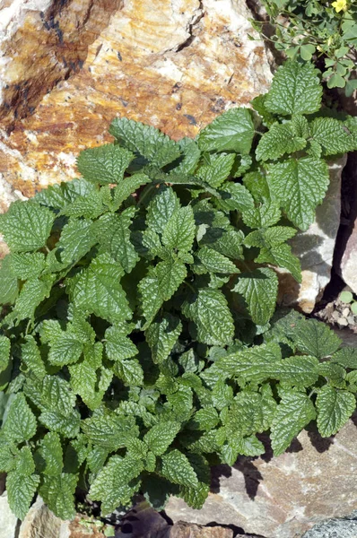 Hojas Verdes Frescas Planta — Foto de Stock