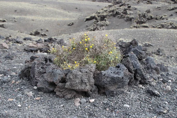 flowers between lava rocks