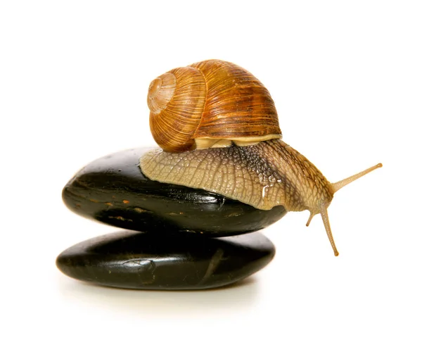 Gartenschnecke Auf Stein Isoliert Auf Weißem Hintergrund Schnecke Auf Wellnessstein — Stockfoto