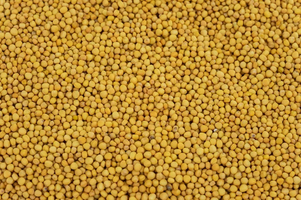 Sementes Mostarda Amarela Especiarias Como Ingrediente Para Cozinhar — Fotografia de Stock