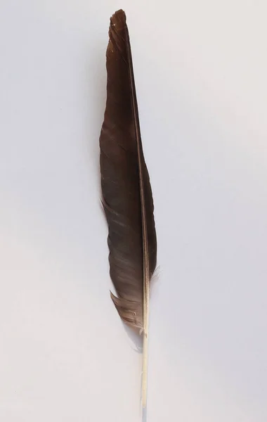 Pena Corvo Preto Corvus Família Corvidae Pássaro — Fotografia de Stock