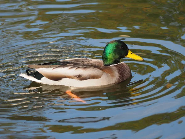 Vacker Utsikt Över Söt Gräsänder Vid Naturen — Stockfoto