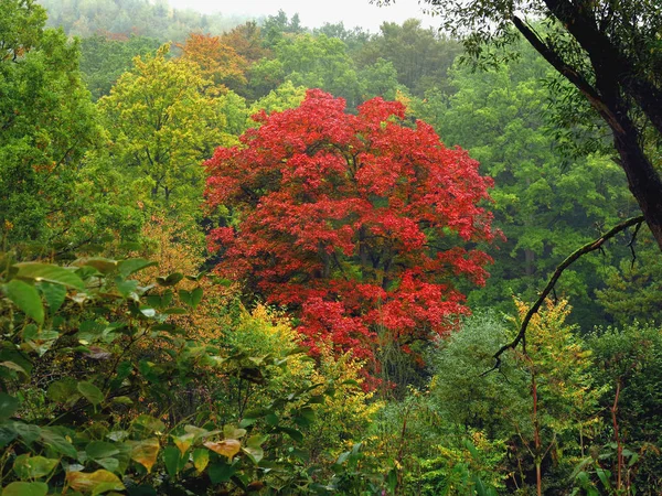 Auwald Στη Βροχή Φθινόπωρο Στο Ruhr Κοντά Wildshausen — Φωτογραφία Αρχείου