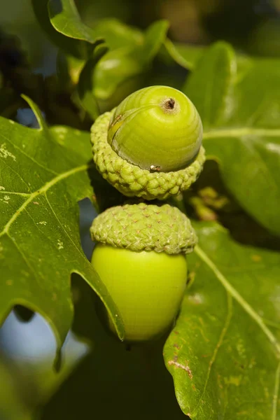 Acorns Estão Crescendo Uma Árvore Carvalho Luneburg Heath Alemanha Perto — Fotografia de Stock