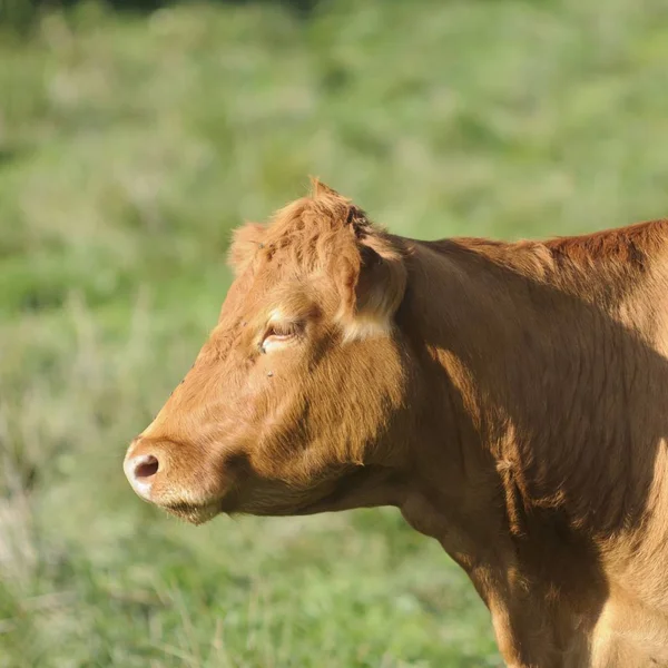 Cattle Pasture — Stock Photo, Image