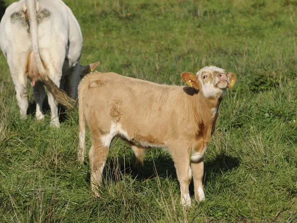 Cattle Pasture — Stock Photo, Image