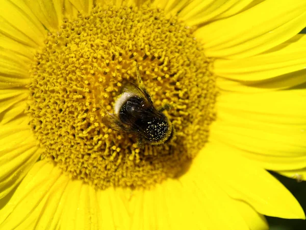 Nahaufnahme Einer Hummel Inmitten Einer Sonnenblume — Stockfoto