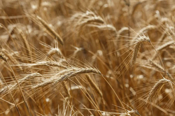 Roggen Feld Landwirtschaftliche Pflanzen — Stockfoto