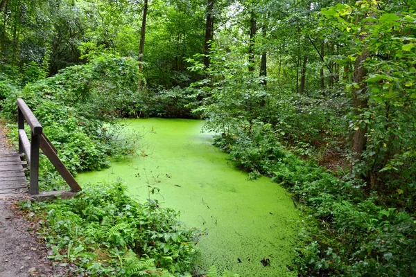 Fluir Selva Dispersión — Foto de Stock