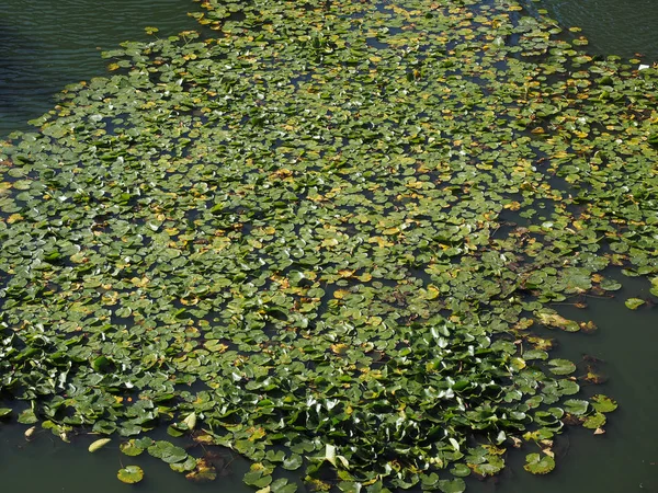 Lili Air Nymphaea Nymphaeaceae Tumbuhan Air — Stok Foto