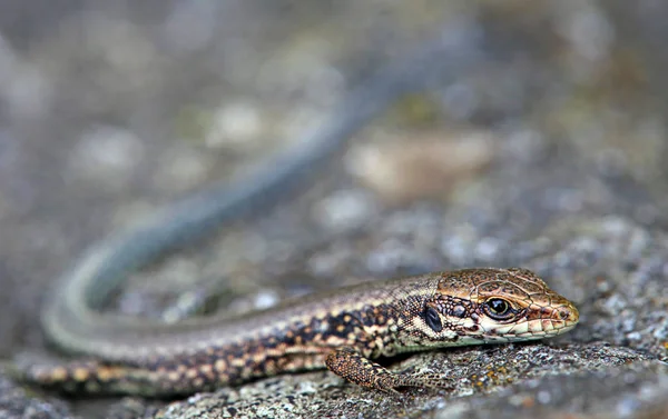 Primer Plano Lagarto Hábitat Concepto Salvajismo — Foto de Stock