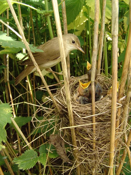 Marshlike Singer Nest Reed — Stock Photo, Image