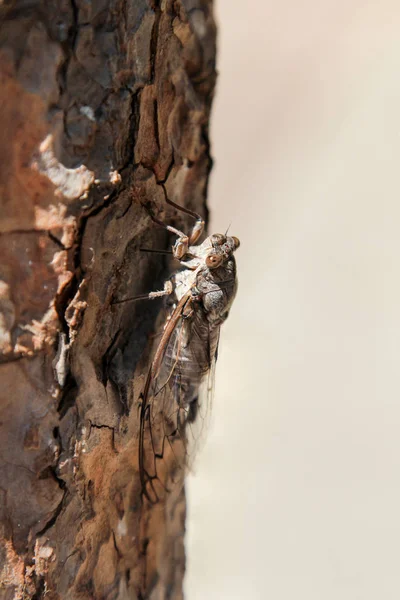 野生の自然界での虫の接近 — ストック写真