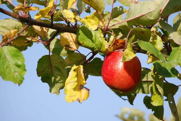 Ώριμο Μήλο Στο Στεφάνι Του Δέντρου Φωτογραφημένο Στην Άκρη Του — Φωτογραφία Αρχείου
