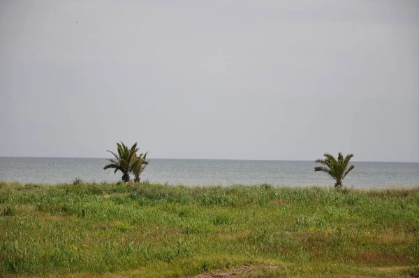 Malerischer Blick Auf Den Palmenstrand — Stockfoto