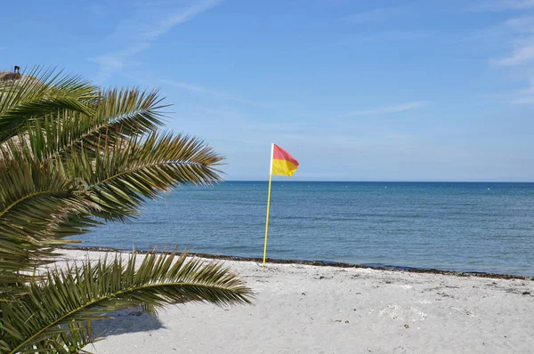 Пальмові Пляжі Фрідріхсхавн Палм Біч Денмарк — стокове фото