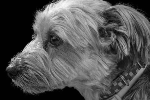 Close Yorkshire Terrier Vestindo Colar Preto Branco Fundo Preto — Fotografia de Stock