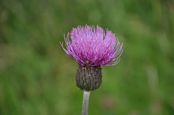 Thistle Flower Weed Meadow Nature Flower Bloom Purple — Stock fotografie
