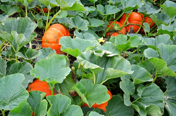 Hermoso Plano Botánico Fondo Pantalla Natural — Foto de Stock