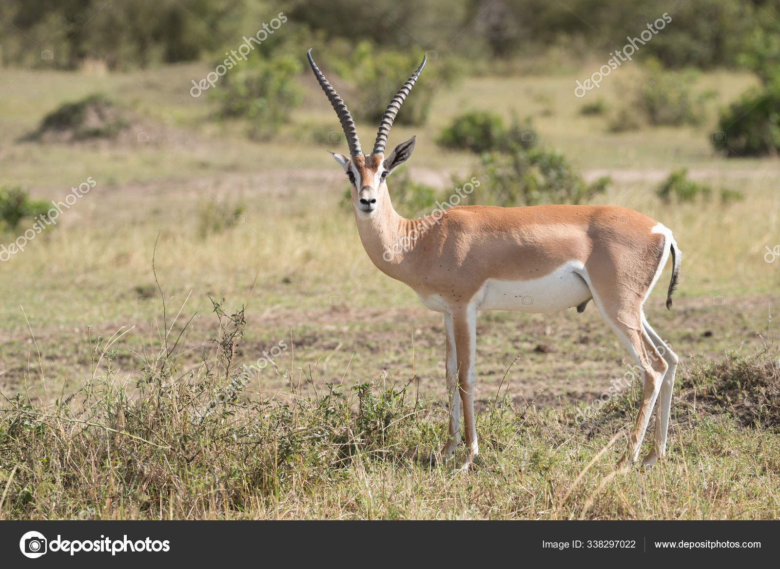 Grants Gazelle Stock Photos Royalty Free Grants Gazelle Images Depositphotos