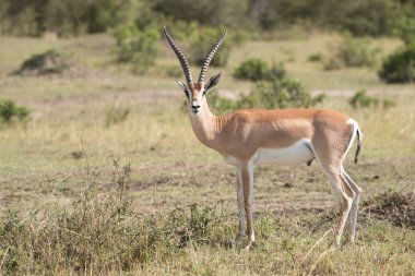 A Grant's gazelle stands staring at the camera on the African savannah. In the background are a few small bushes on a grassy plain. clipart