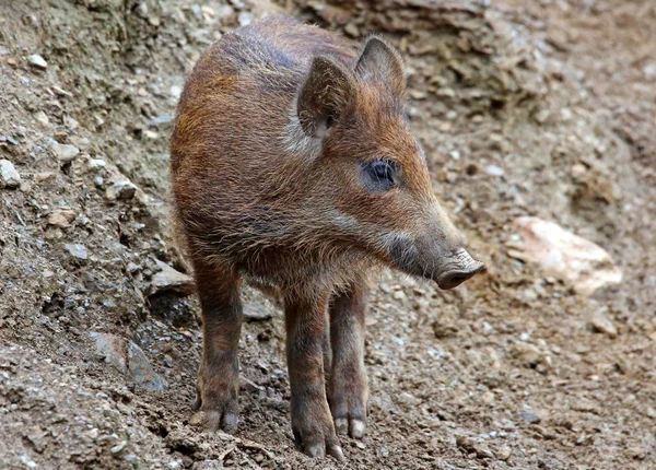 Schreit Das Wildschwein — Stockfoto