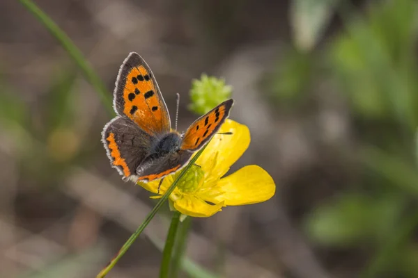 Petit Papillon Lycaena Phlaes — Photo